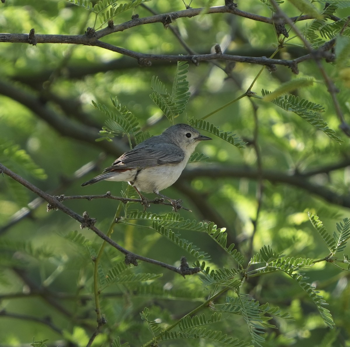 Lucy's Warbler - ML617889793