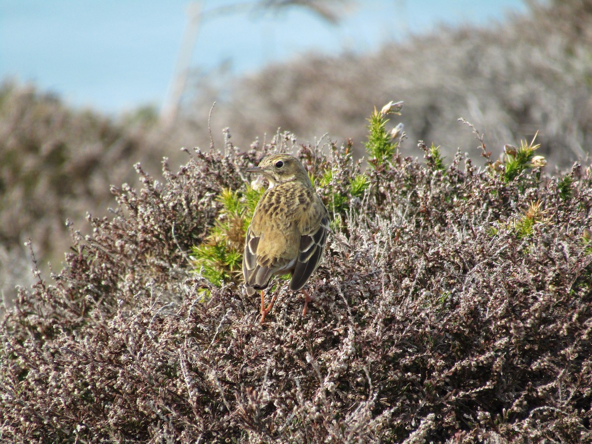 Meadow Pipit - Alexis Blond