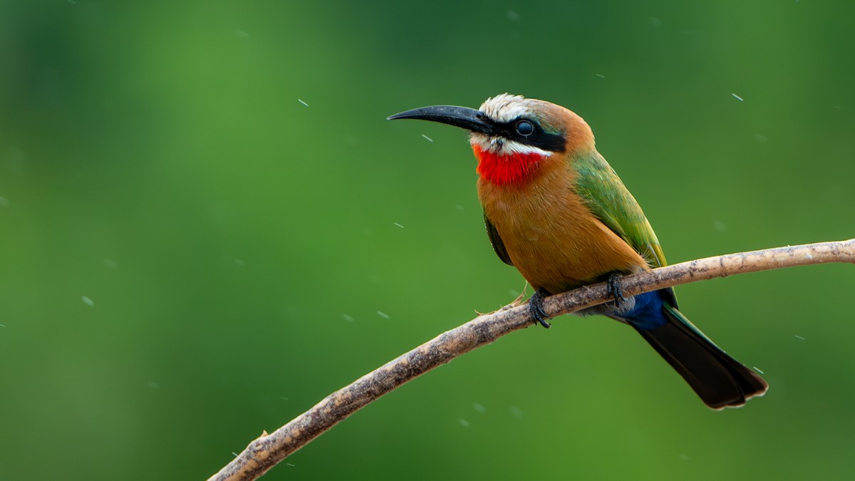 White-fronted Bee-eater - ML617889826