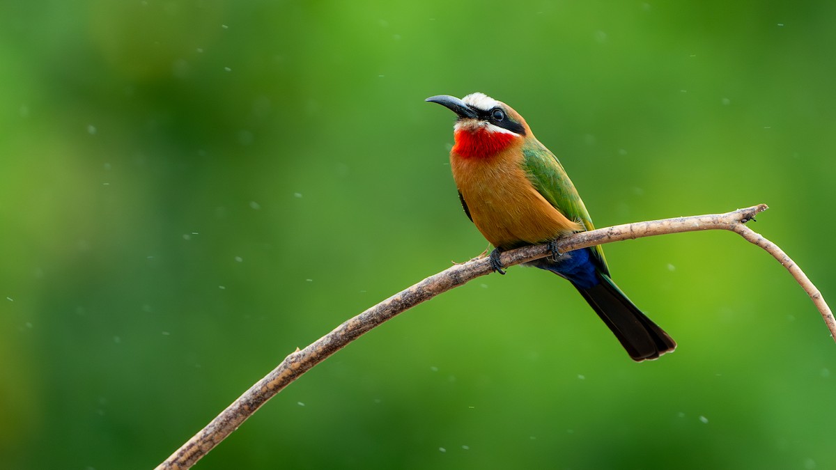 White-fronted Bee-eater - ML617889828