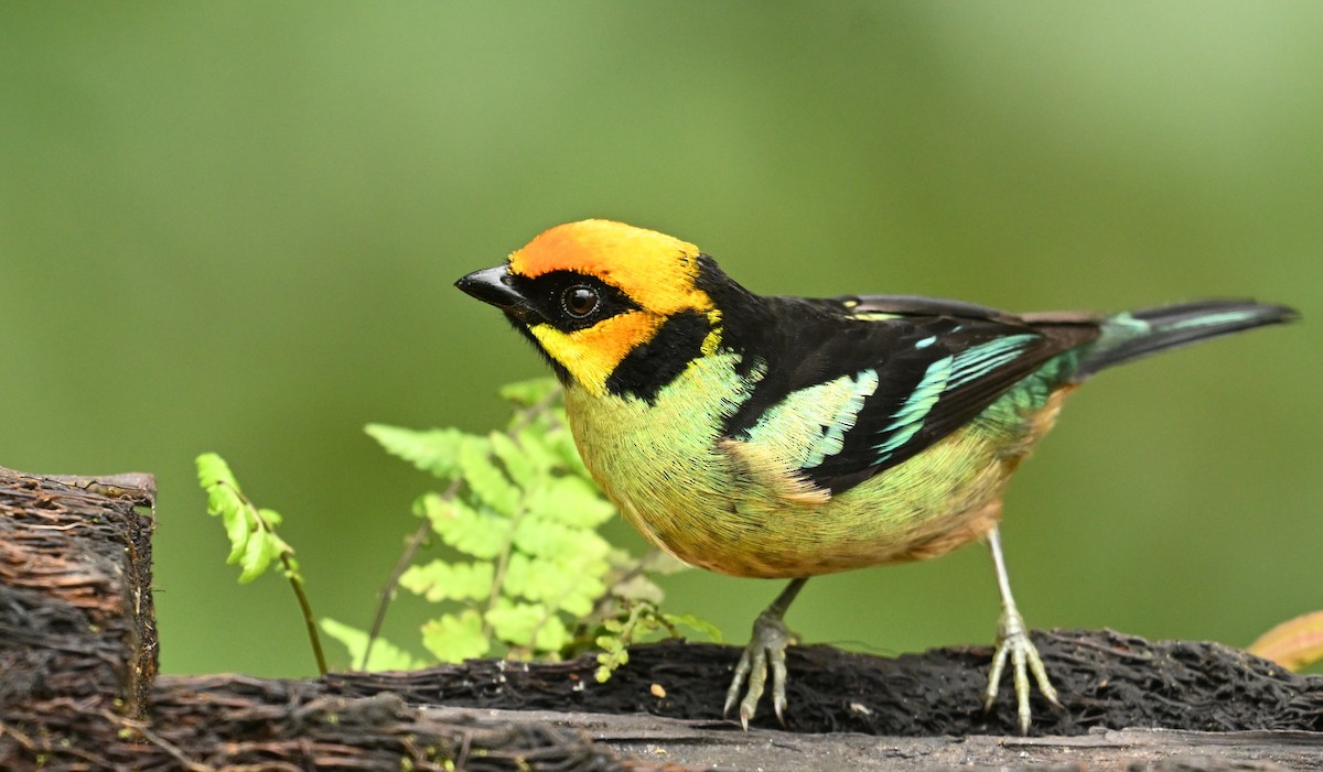 Flame-faced Tanager - ML617889830