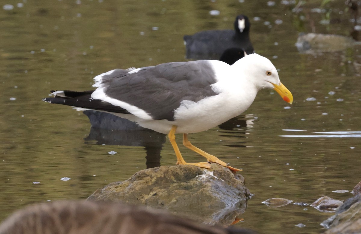 Yellow-footed Gull - ML617889869