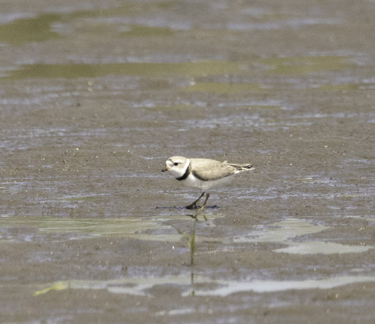 Piping Plover - ML617889903