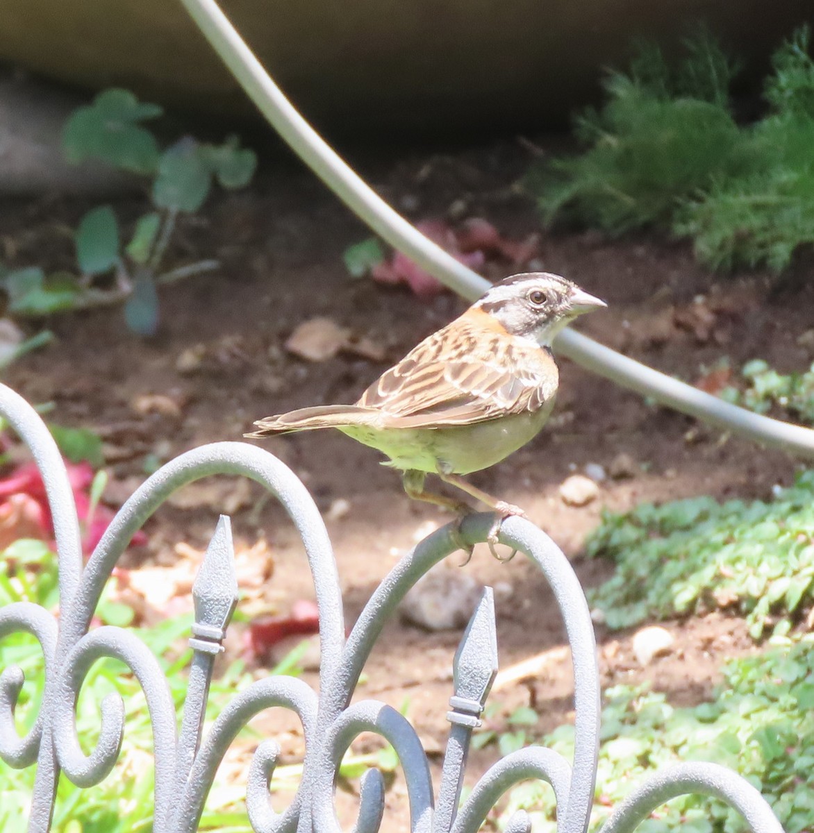 Rufous-collared Sparrow - ML617889908
