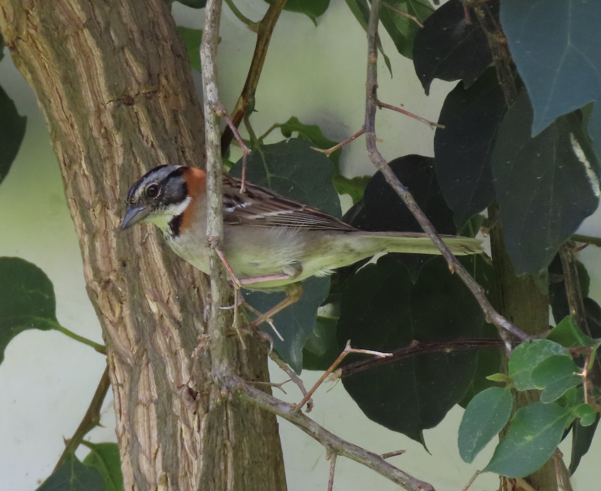 Rufous-collared Sparrow - ML617889909