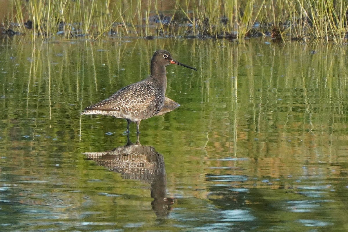 Spotted Redshank - ML617889922