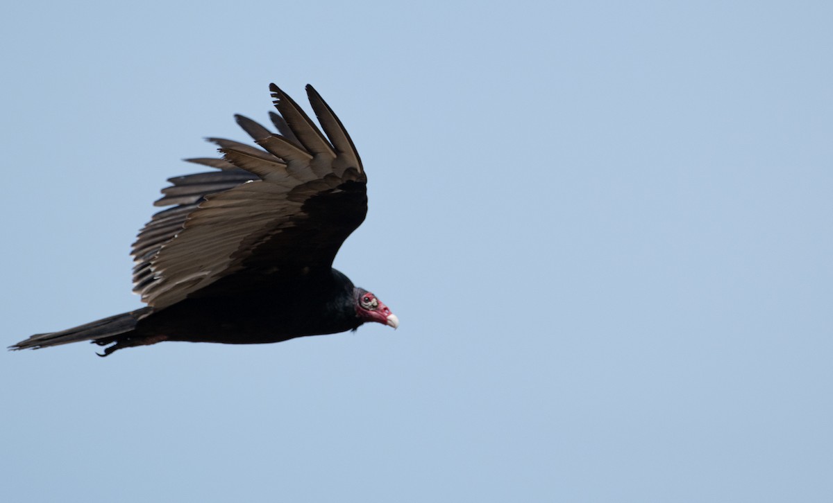 Turkey Vulture - ML617889949