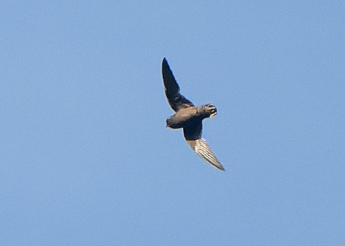 Spot-fronted Swift - ML617890015