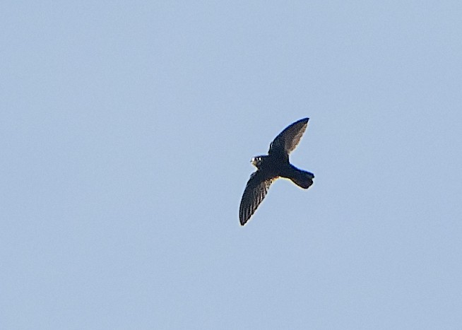 Spot-fronted Swift - ML617890016