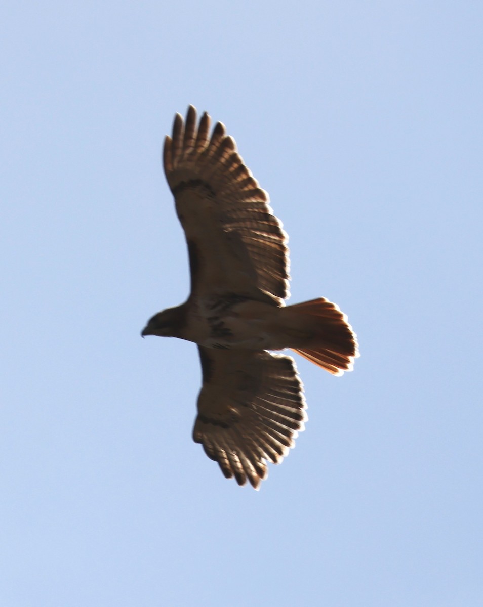Red-tailed Hawk (borealis) - ML617890044