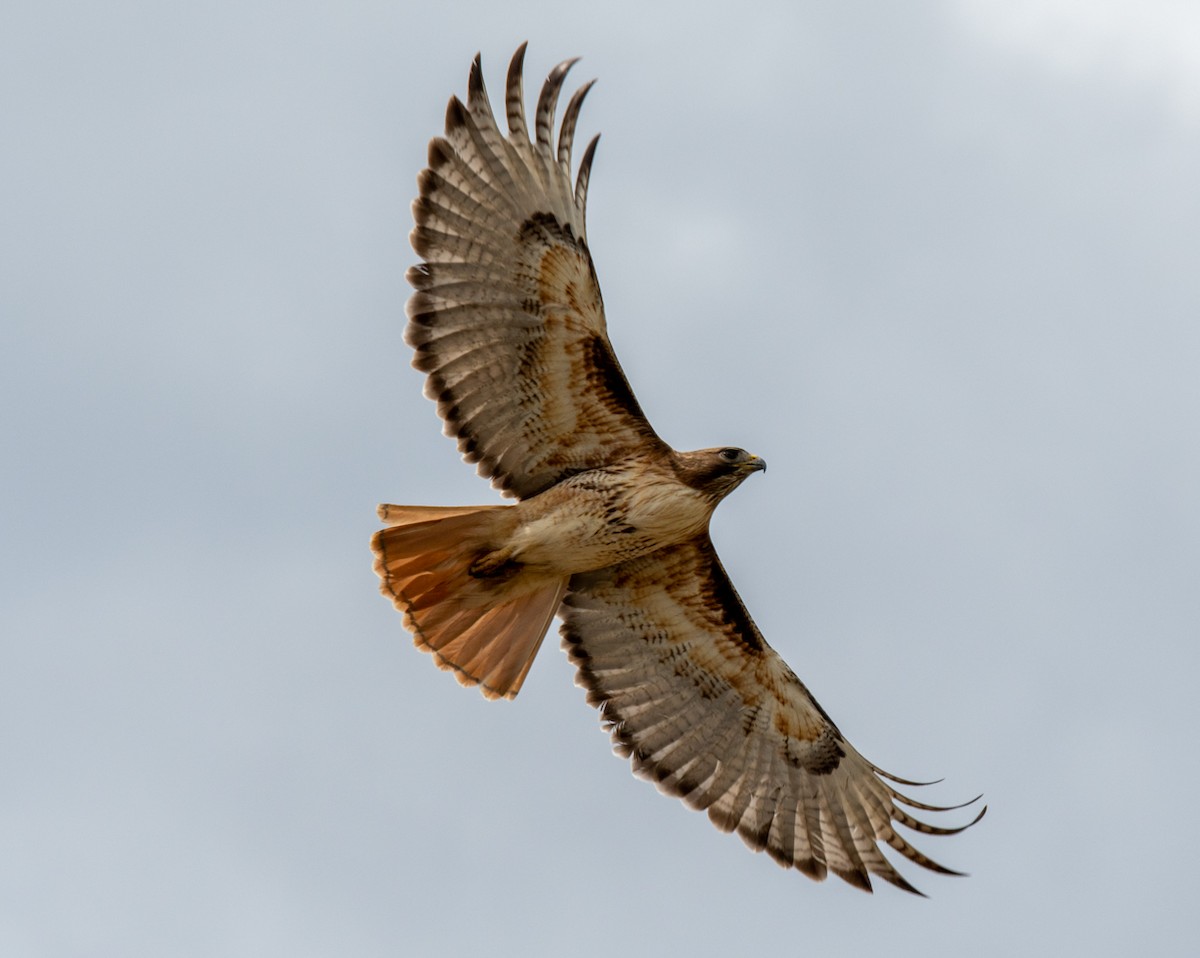 Red-tailed Hawk - ML617890045