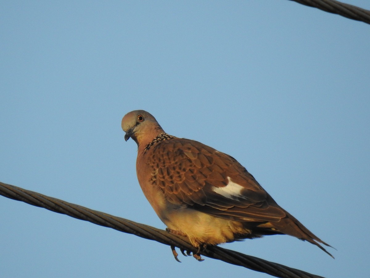Spotted Dove - ML617890077