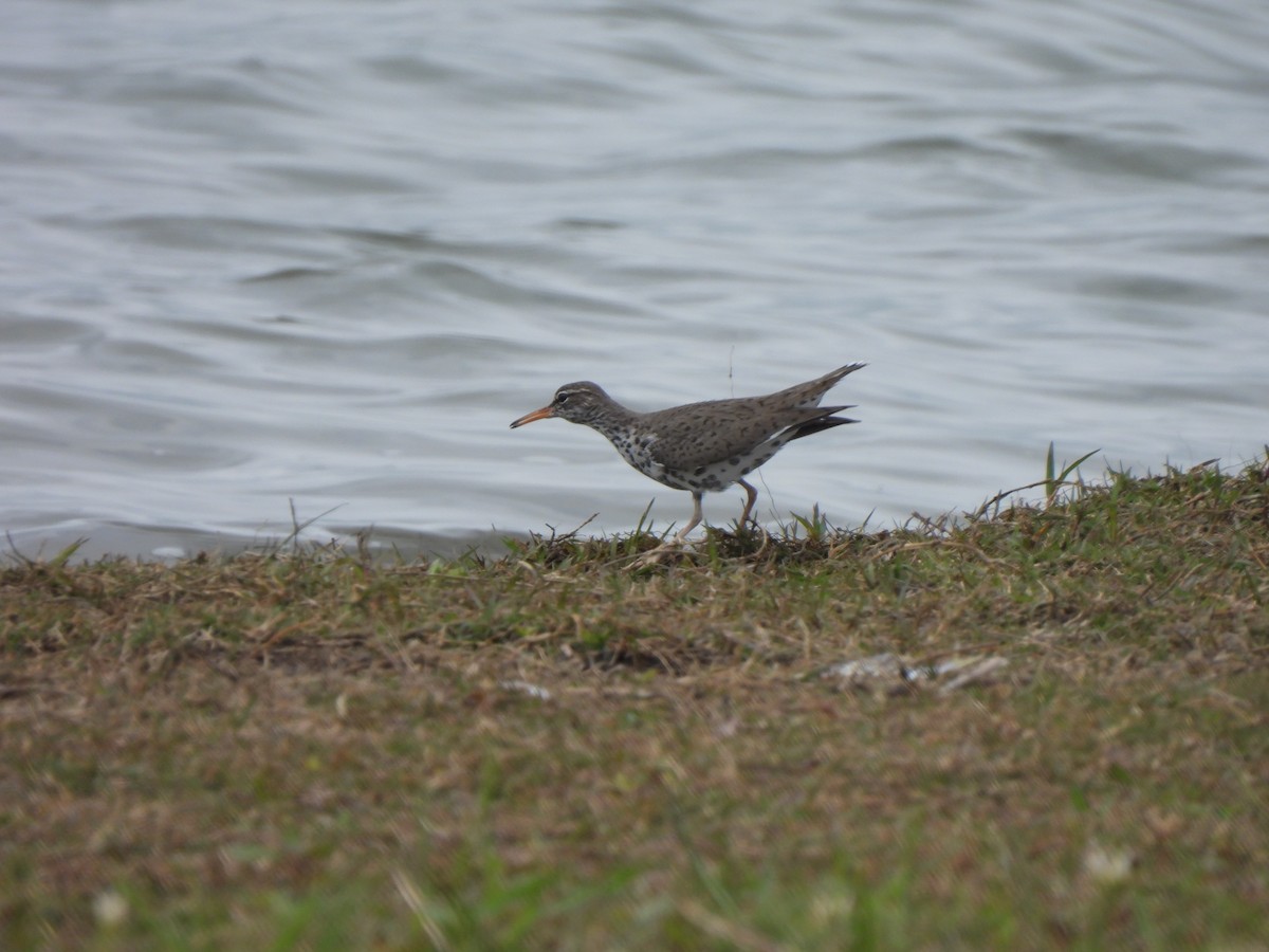 Spotted Sandpiper - Charley Amos