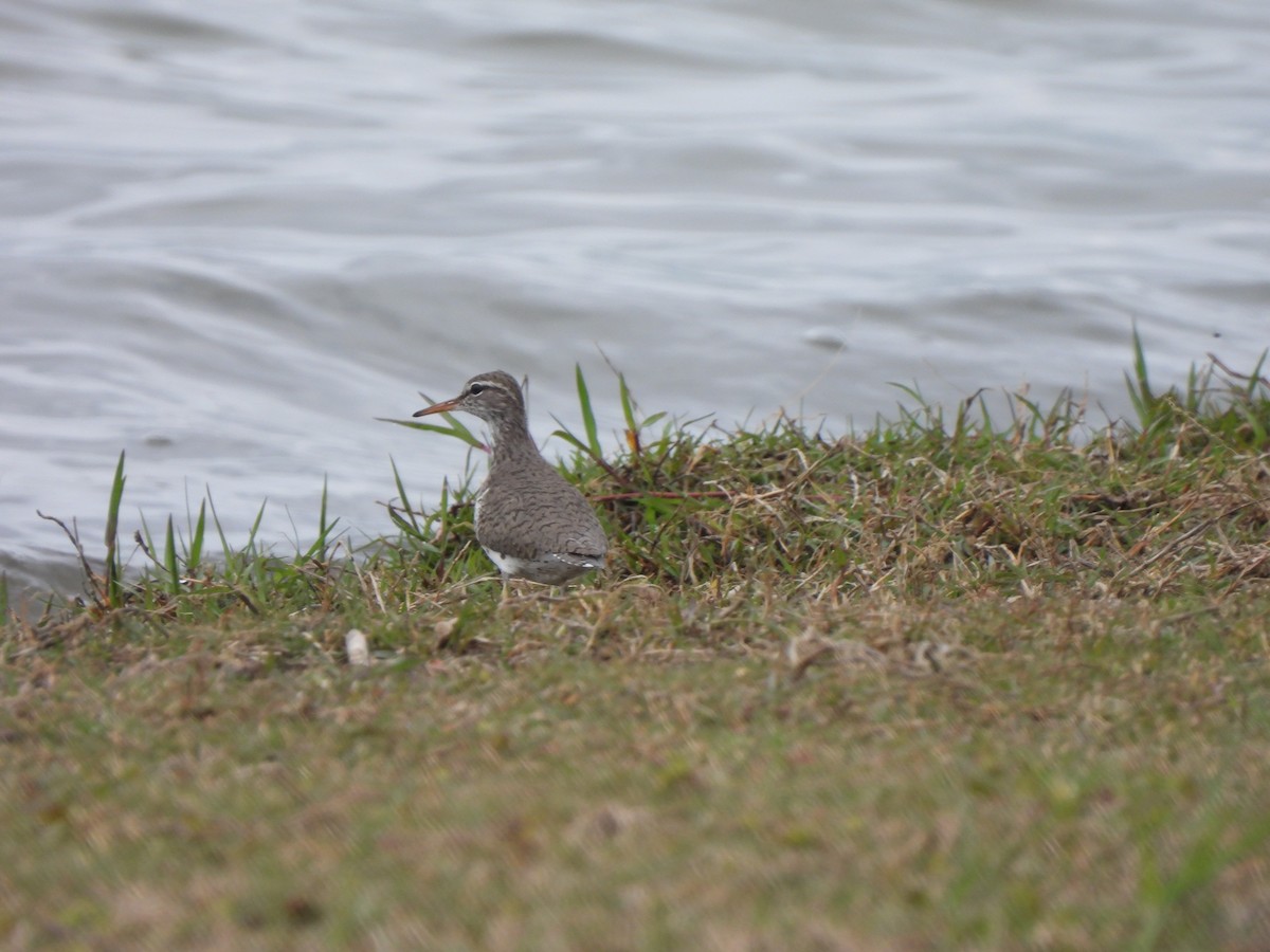 Spotted Sandpiper - Charley Amos