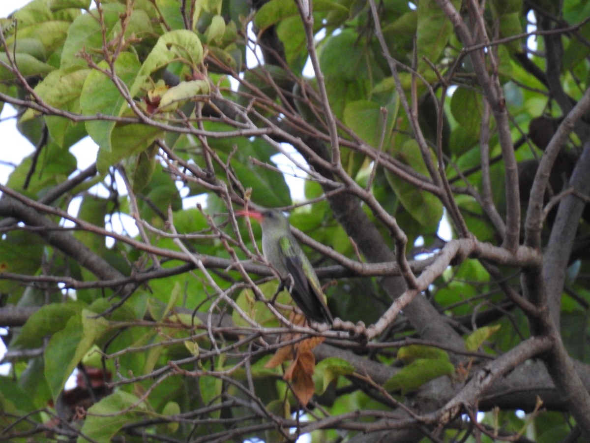 Gilded Hummingbird - ML617890139