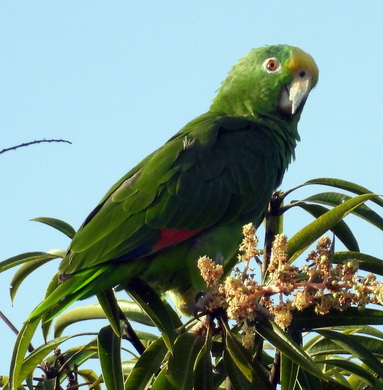 Yellow-crowned Parrot - ML617890173