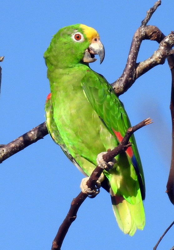 Yellow-crowned Parrot - ML617890198