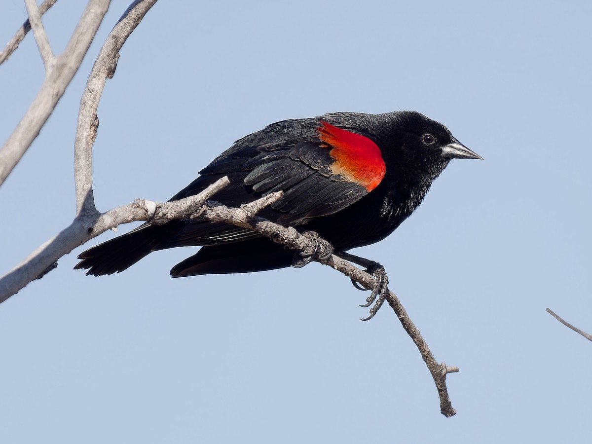 Red-winged Blackbird - ML617890203