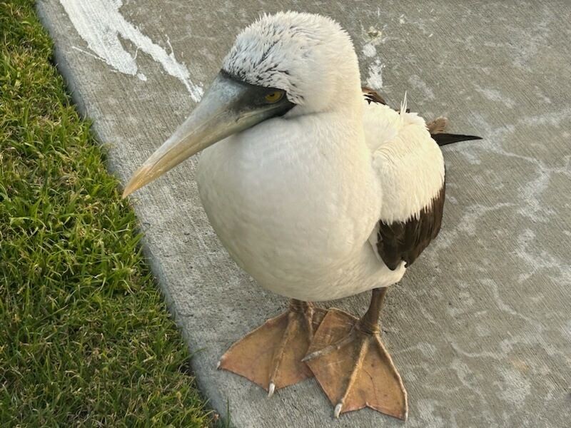 Masked Booby - fide  R.Smith