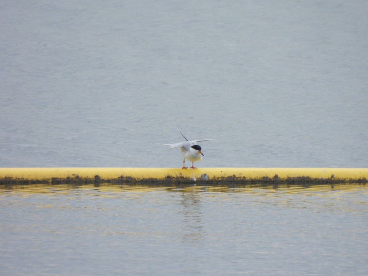 Forster's Tern - Charley Amos