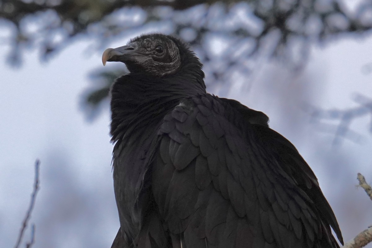 Black Vulture - ML617890295