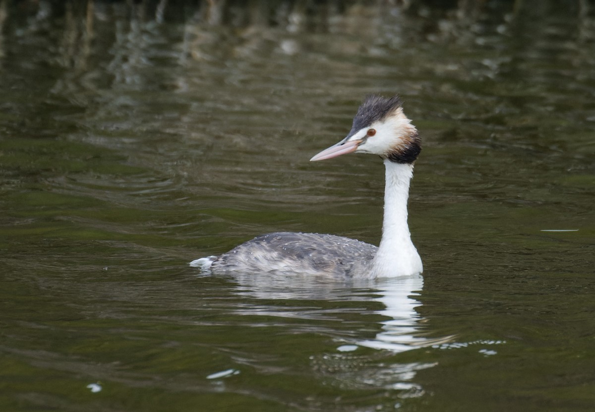 Great Crested Grebe - ML617890402