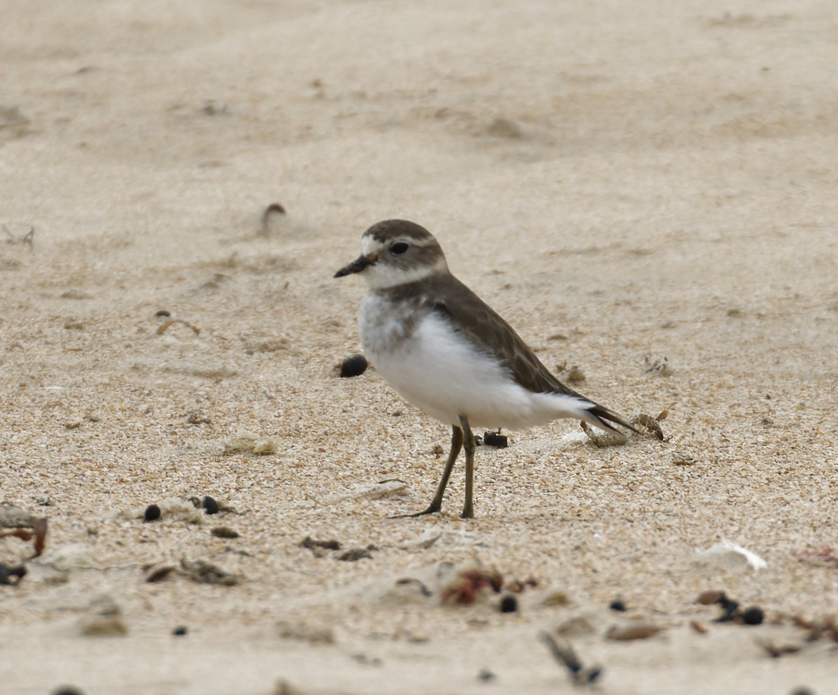 Double-banded Plover - Peter Bennet