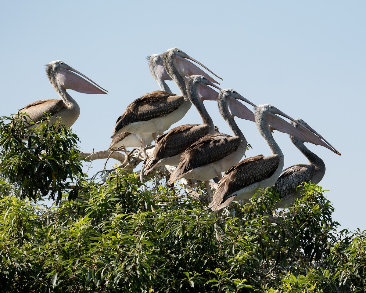 pelikán skvrnozobý - ML617890419