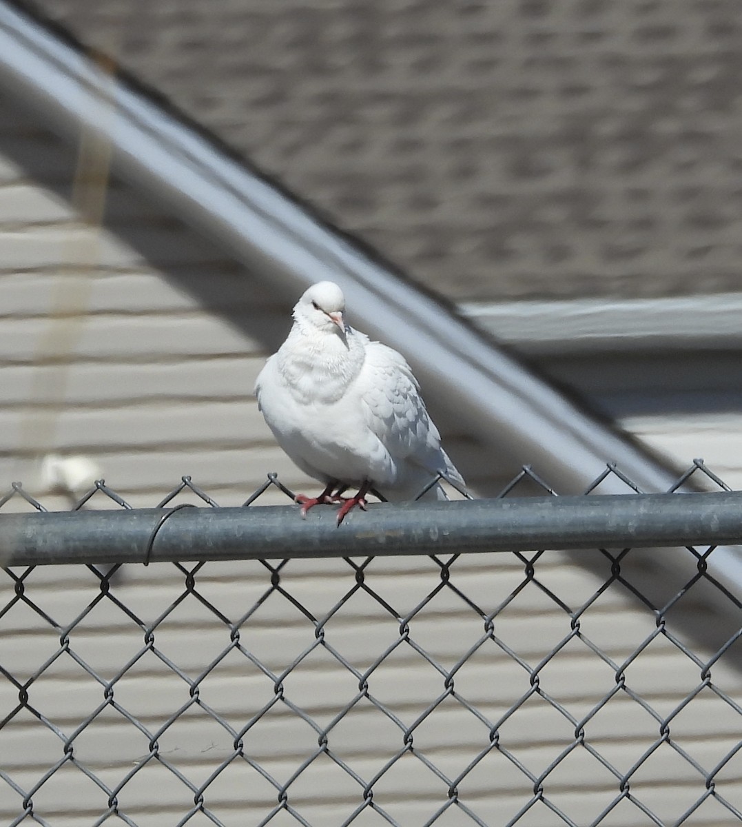 Rock Pigeon (Feral Pigeon) - ML617890453