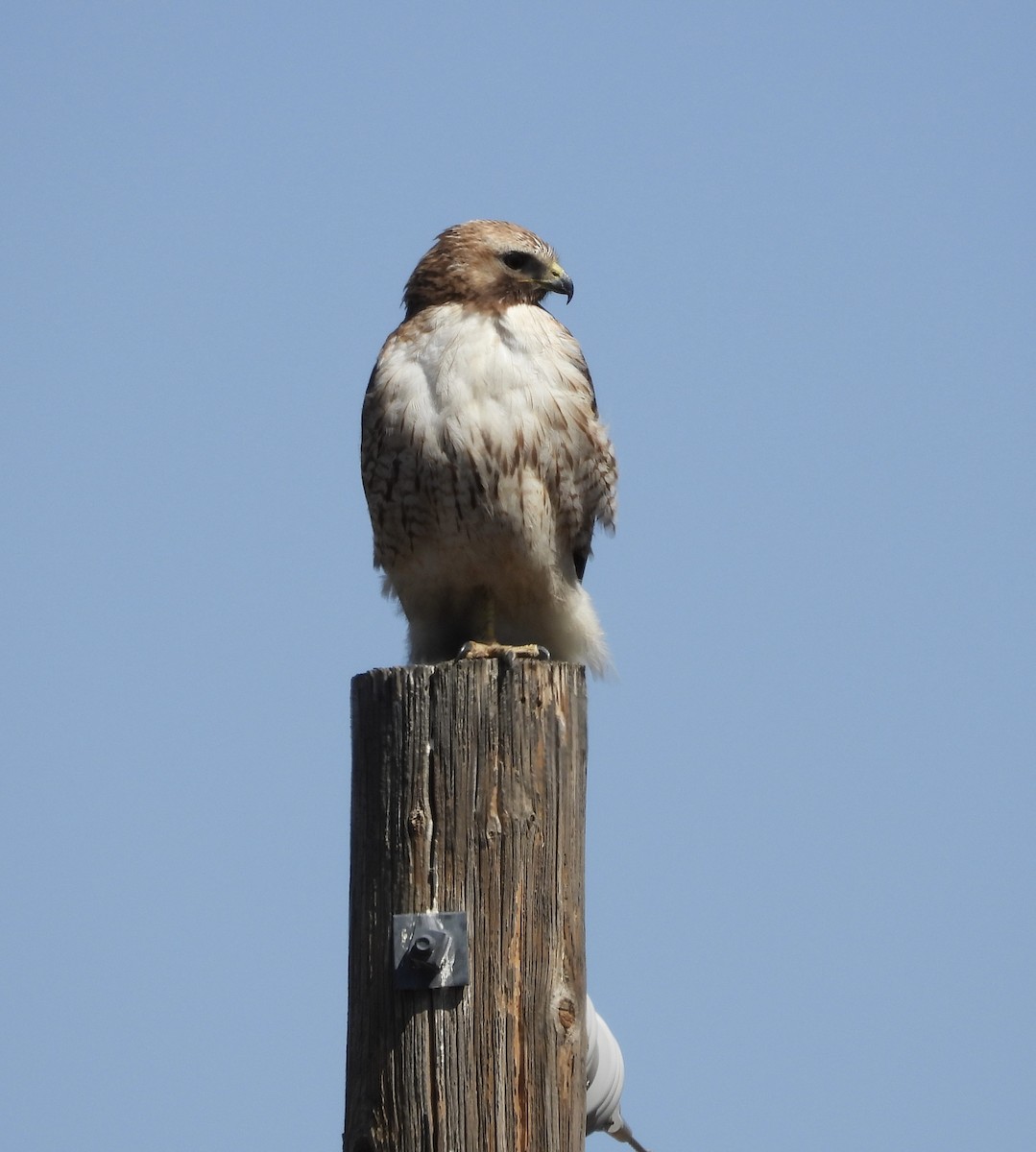 Red-tailed Hawk - ML617890466