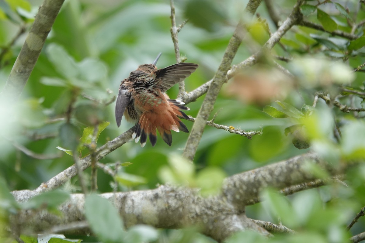 Rufous Hummingbird - ML617890468