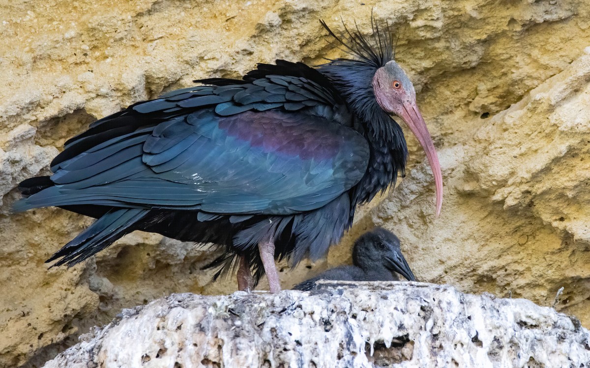 ibis skalní - ML617890481