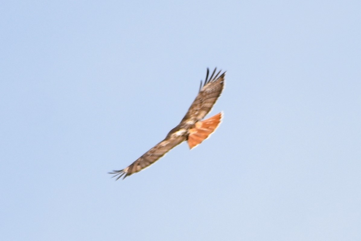 Red-tailed Hawk (borealis) - ML617890524