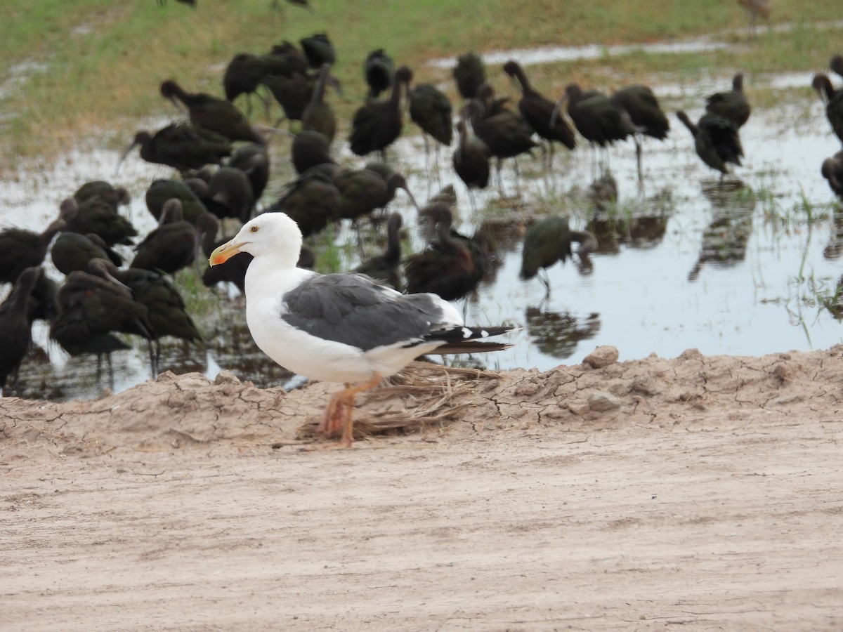 Yellow-footed Gull - ML617890526