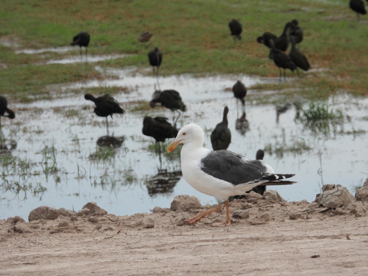 Yellow-footed Gull - ML617890528