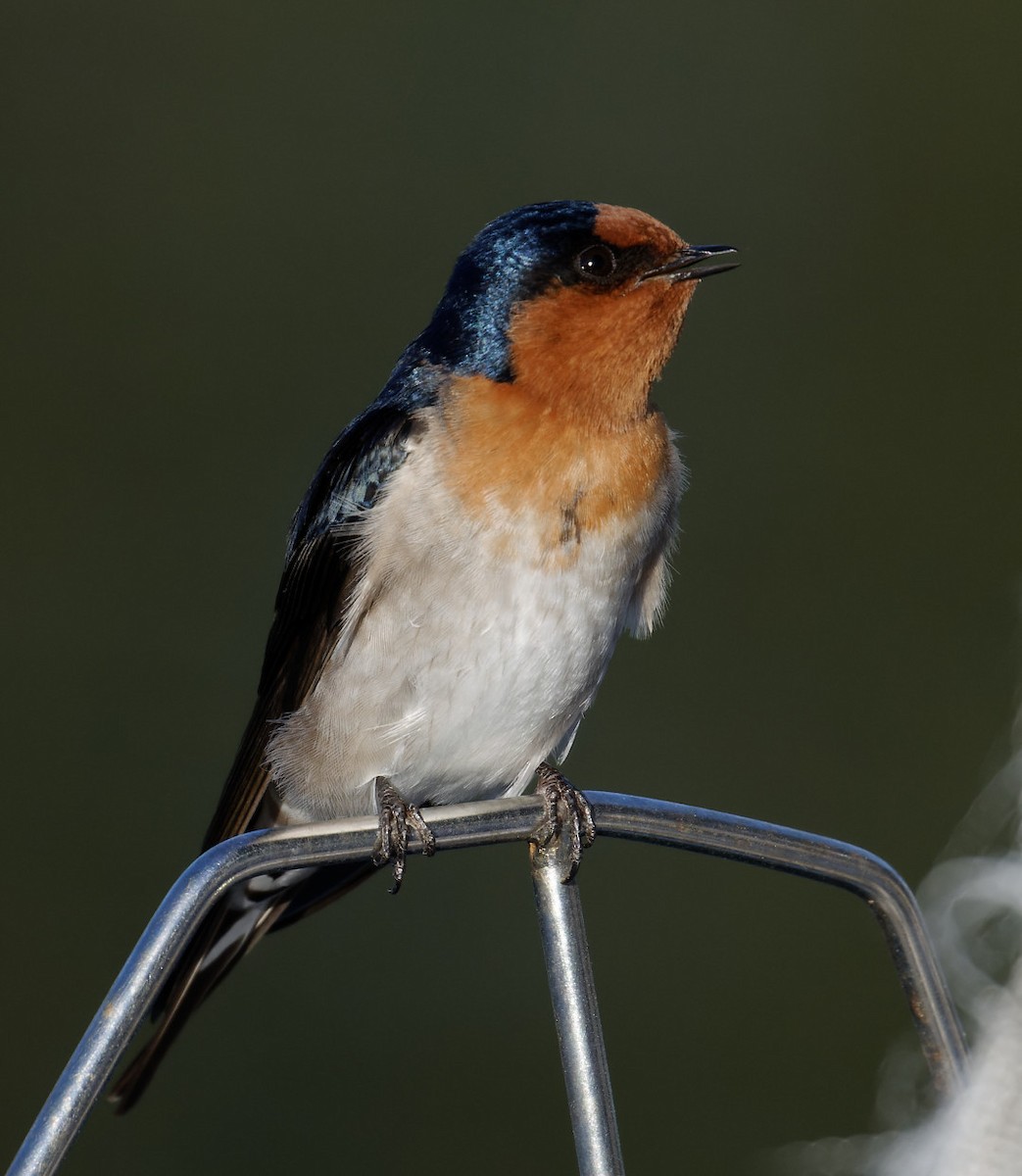 Welcome Swallow - ML617890537