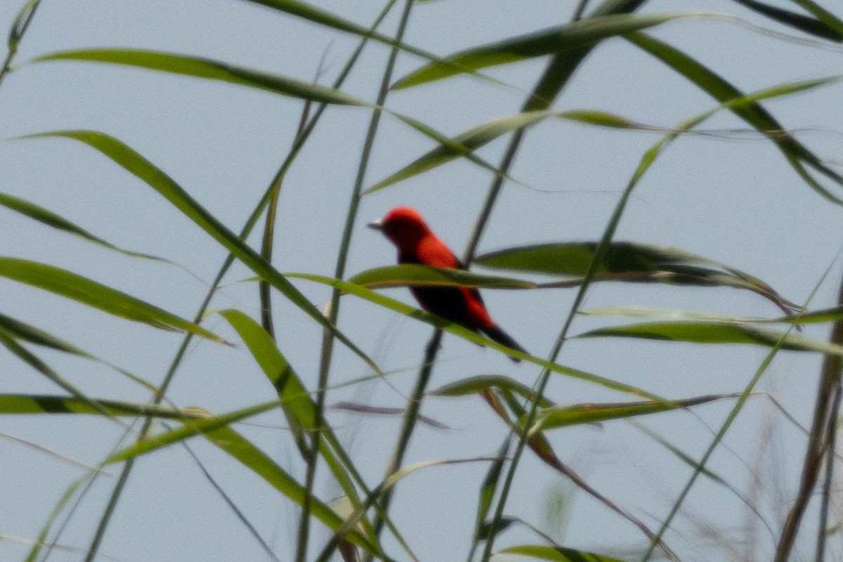 Scarlet Tanager - ML617890542