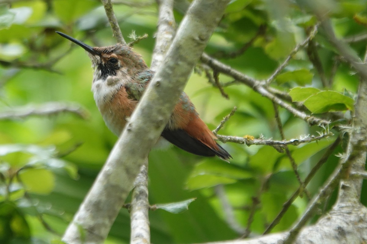 Rufous Hummingbird - ML617890565
