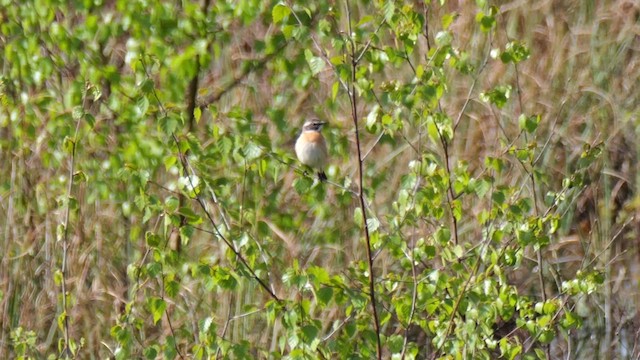 Whinchat - ML617890589