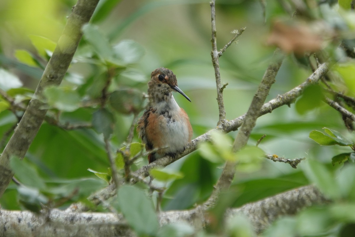 Rufous Hummingbird - ML617890606