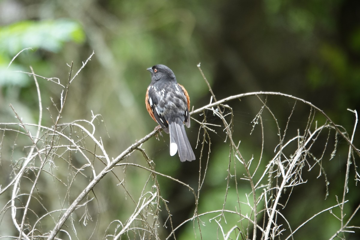 Spotted Towhee - ML617890625