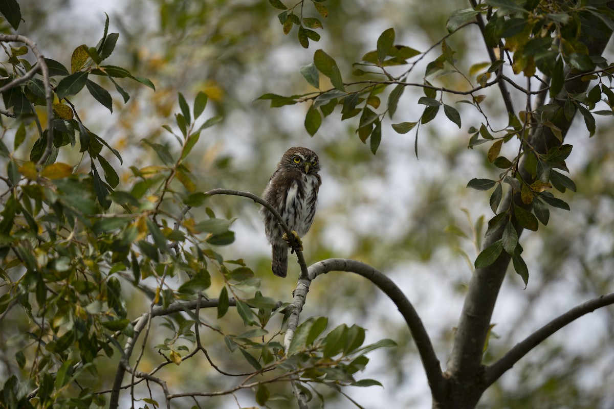 Austral Pygmy-Owl - Angélica Almonacid