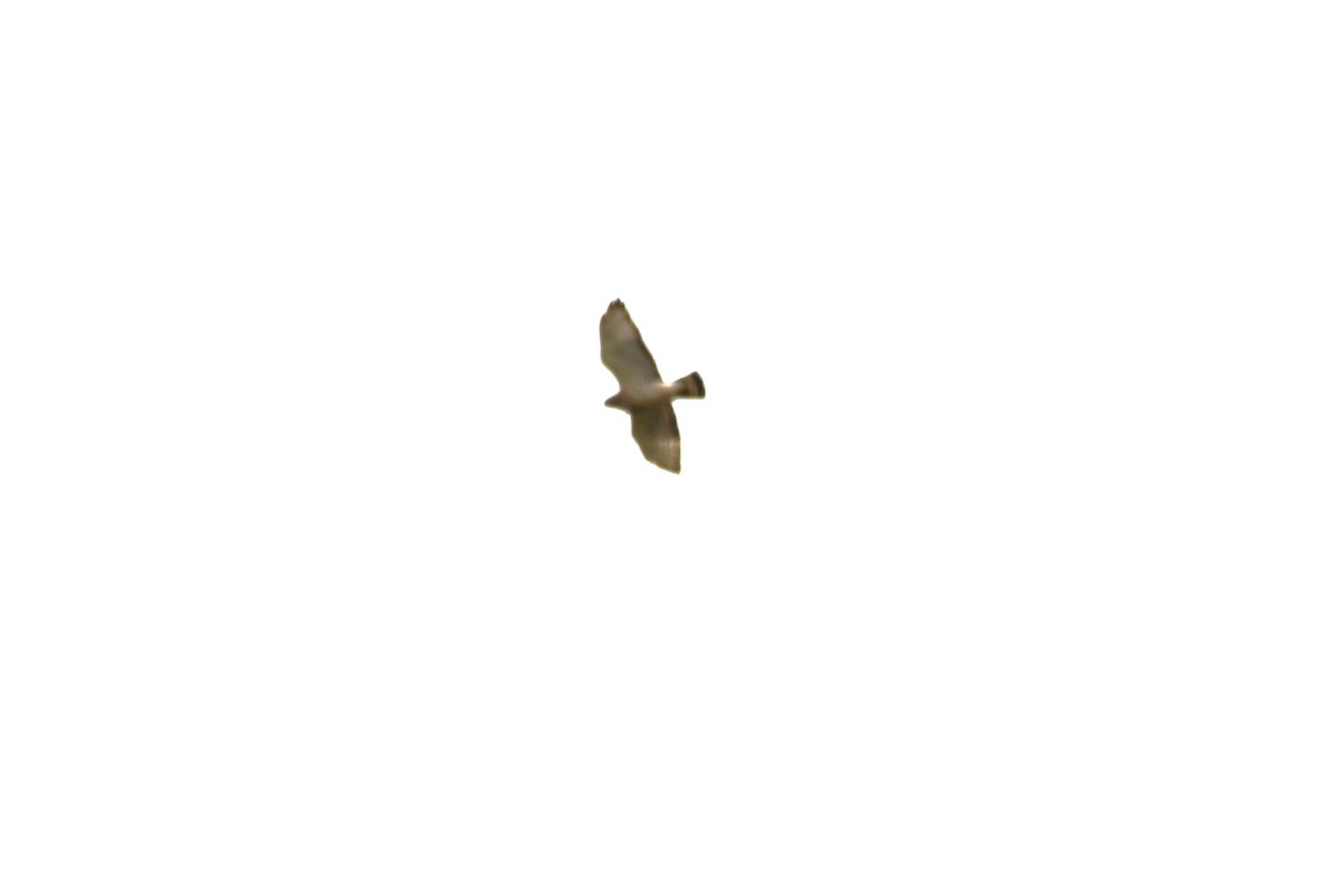 Broad-winged Hawk - ML617890695
