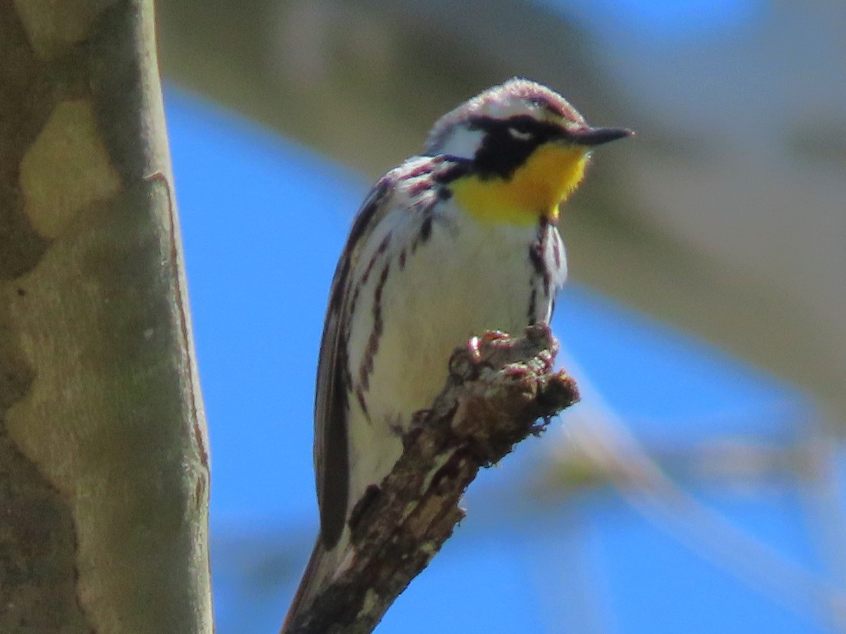 Yellow-throated Warbler - ML617890711
