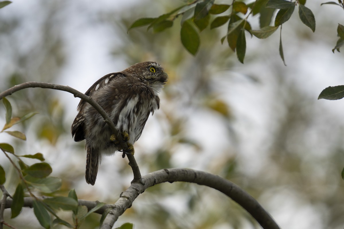 Austral Pygmy-Owl - ML617890712