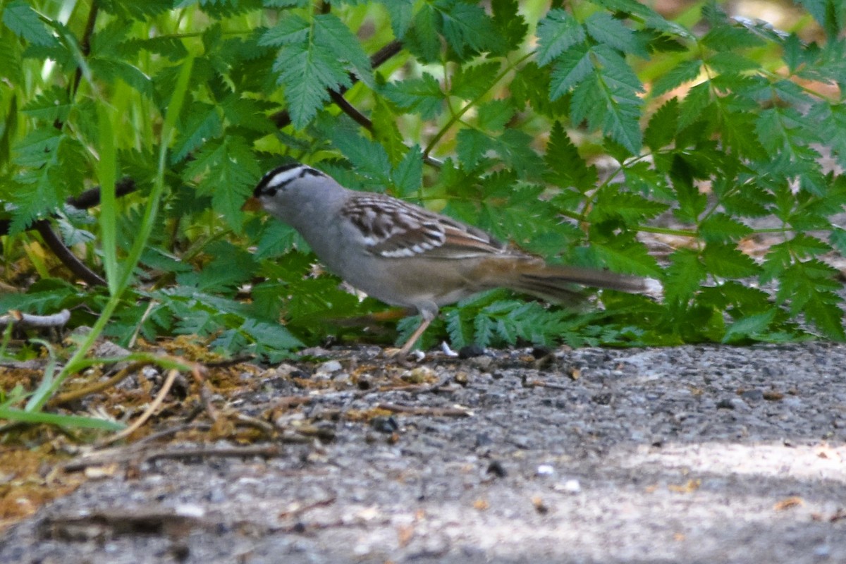 White-crowned Sparrow - ML617890724
