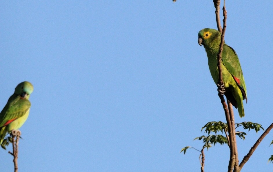 Turquoise-fronted Parrot - ML617890735