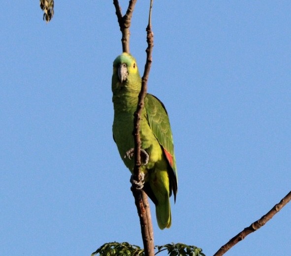 Turquoise-fronted Parrot - ML617890736