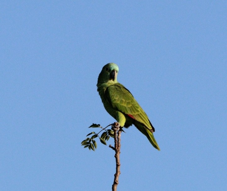 Turquoise-fronted Parrot - ML617890737
