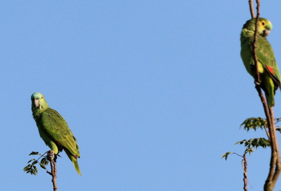 Turquoise-fronted Parrot - ML617890738